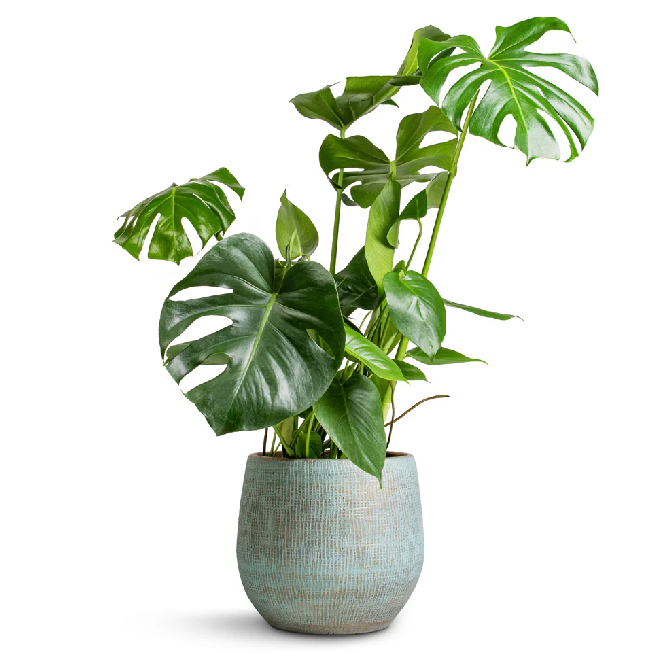 PlantEasy | Monstera Plant