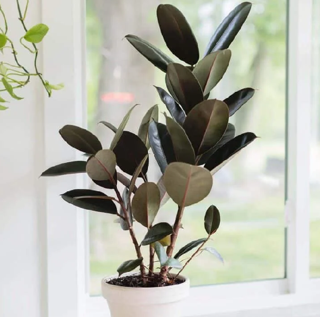 PlantEasy | Rubber Plant